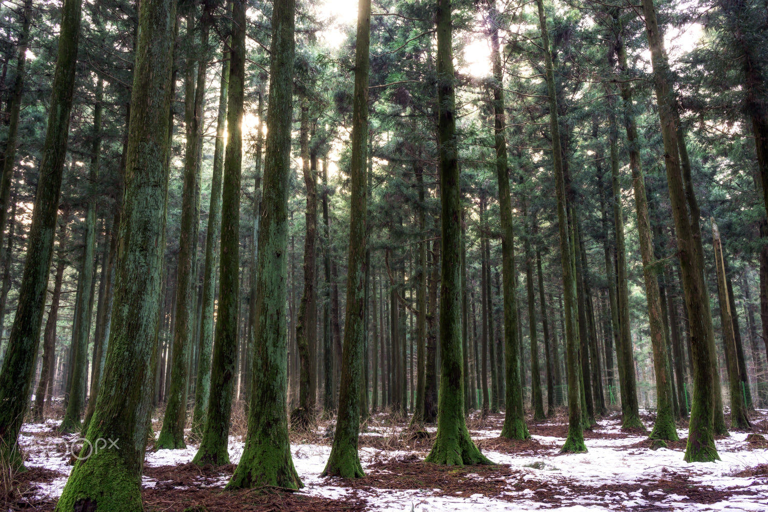 saryeoni cedar tree forest taken during winter time. Jeju Island, South Korea
